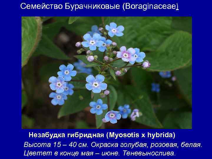 Семейство Бурачниковые (Boraginaceae) Незабудка гибридная (Myosotis х hybrida) Высота 15 – 40 см. Окраска