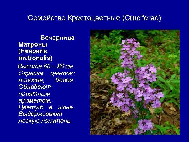 Семейство Крестоцветные (Cruciferae) Вечерница Матроны (Hesperis matronalis) Высота 60 – 80 см. Окраска цветов: