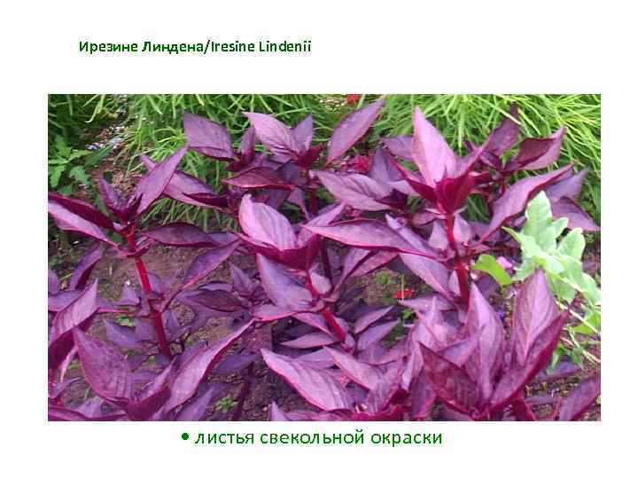 Ирезине Линдена/Iresine Lindenii • листья свекольной окраски 