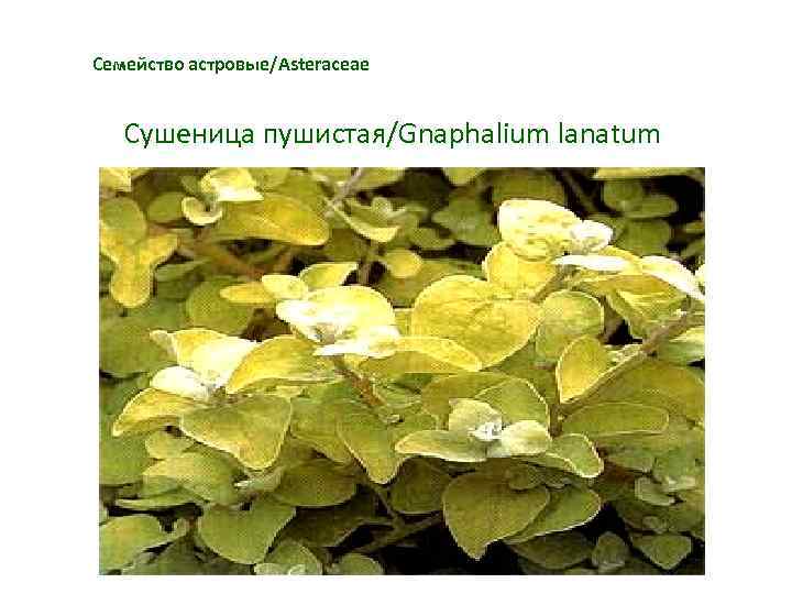 Семейство астровые/Asteraceae Сушеница пушистая/Gnaphalium lanatum 