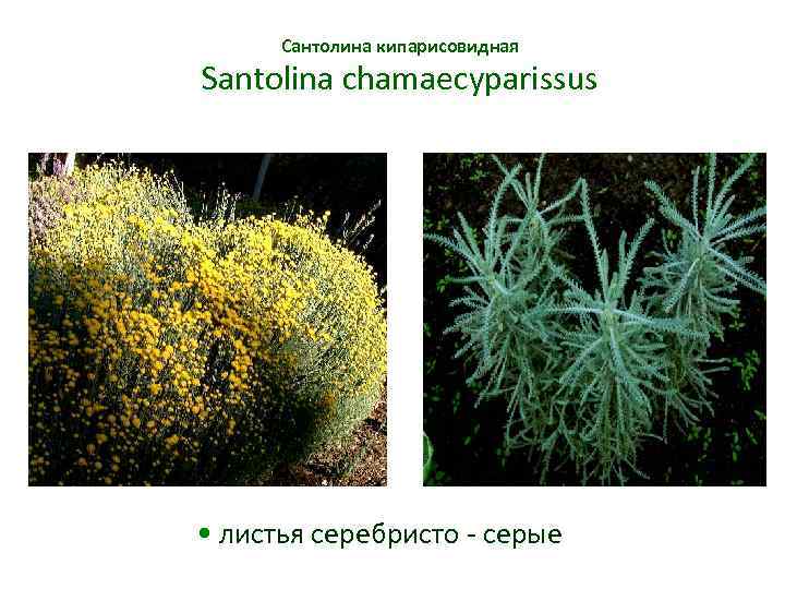 Сантолина кипарисовидная Santolina chamaecyparissus • листья серебристо - серые 