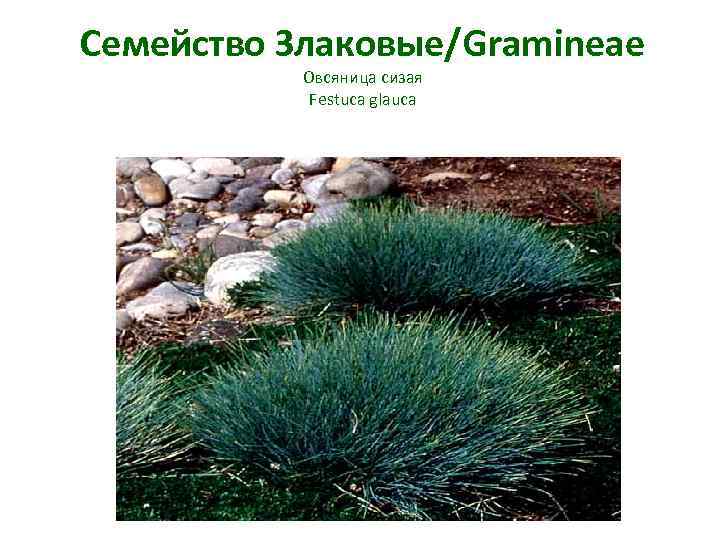 Семейство Злаковые/Gramineae Овсяница сизая Festuca glauca 