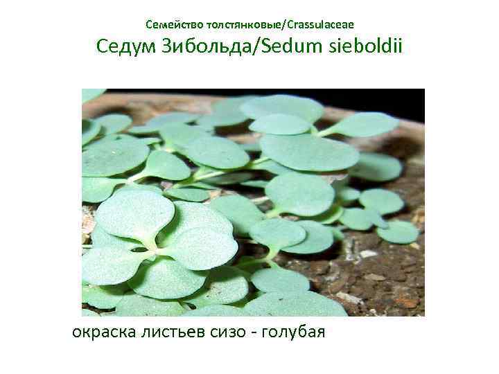 Семейство толстянковые/Crassulaceae Седум Зибольда/Sedum sieboldii окраска листьев сизо - голубая 