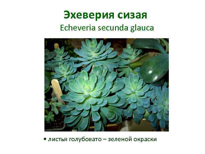 Эхеверия сизая Echeveria secunda glauca • листья голубовато – зеленой окраски 