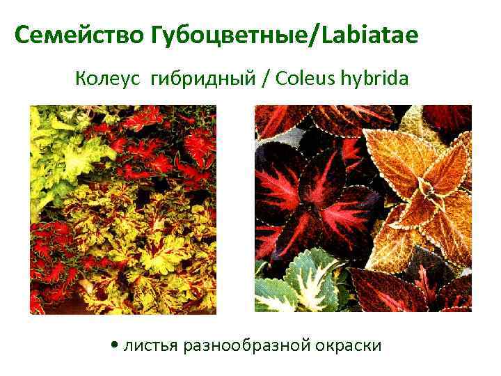 Семейство Губоцветные/Labiatae Колеус гибридный / Coleus hybrida • листья разнообразной окраски 