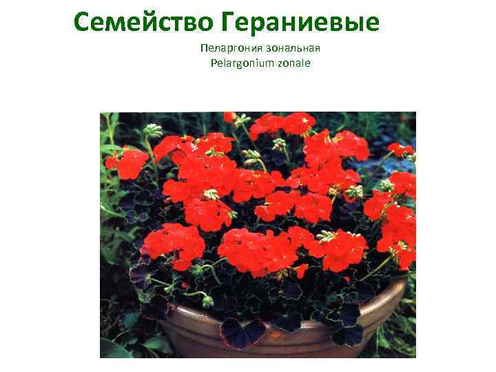 Семейство Гераниевые Пеларгония зональная Pelargonium zonale 