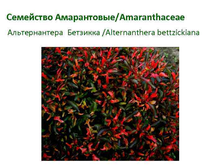 Семейство Амарантовые/Amaranthaceae Альтернантера Бетзикка /Alternanthera bettzickiana 