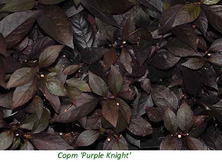 Сорт 'Purple Knight' 