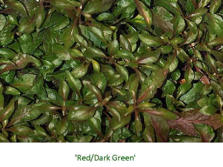 'Red/Dark Green' 
