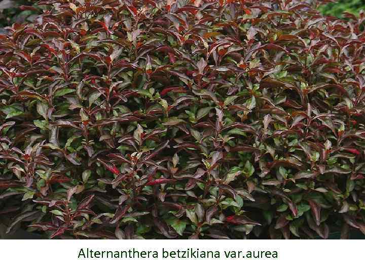 Alternanthera betzikiana var. aurea 