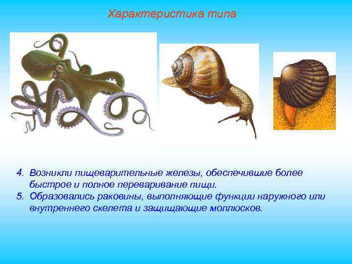 Характеристика типа 4. Возникли пищеварительные железы, обеспечившие более быстрое и полное переваривание пищи. 5.