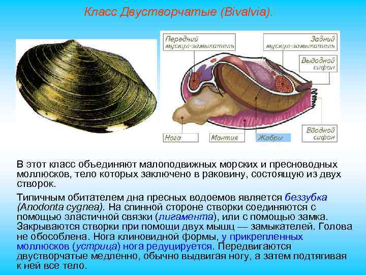 Класс Двустворчатые (Bivalvia). В этот класс объединяют малоподвижных морских и пресноводных моллюсков, тело которых