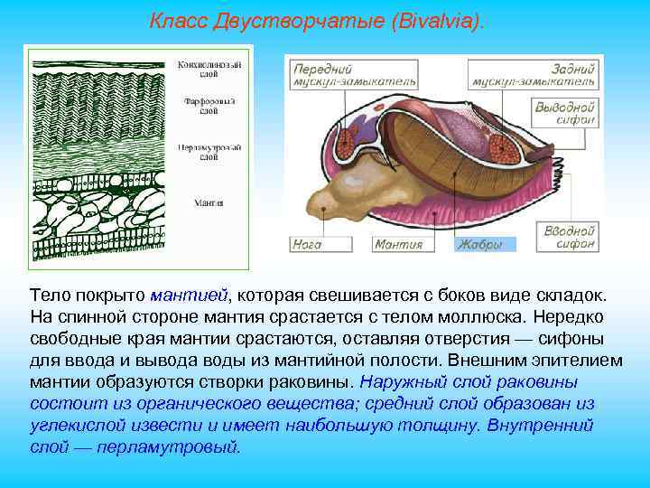 Класс Двустворчатые (Bivalvia). Тело покрыто мантией, которая свешивается с боков виде складок. На спинной