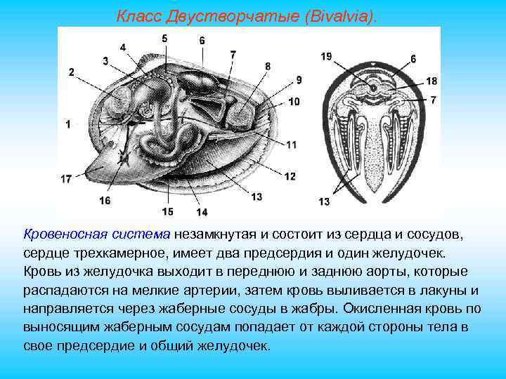 Класс Двустворчатые (Bivalvia). Кровеносная система незамкнутая и состоит из сердца и сосудов, сердце трехкамерное,