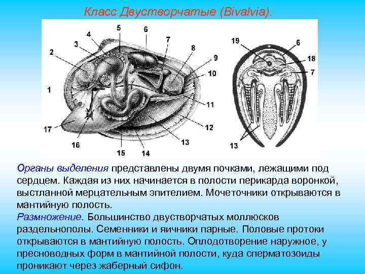 Класс Двустворчатые (Bivalvia). Органы выделения представлены двумя почками, лежащими под сердцем. Каждая из них