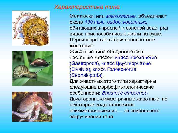 Характеристика типа Моллюски, или мягкотелые, объединяют около 130 тыс. видов животных, обитающих в пресной