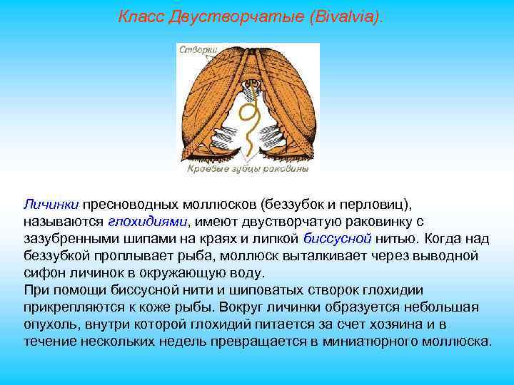 Класс Двустворчатые (Bivalvia). Личинки пресноводных моллюсков (беззубок и перловиц), называются глохидиями, имеют двустворчатую раковинку
