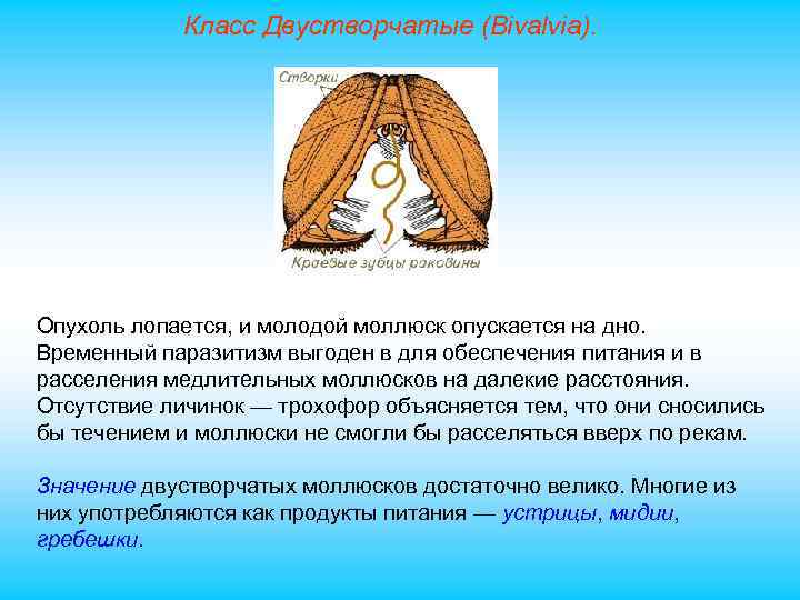 Класс Двустворчатые (Bivalvia). Опухоль лопается, и молодой моллюск опускается на дно. Временный паразитизм выгоден