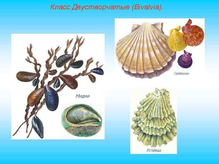 Класс Двустворчатые (Bivalvia). 