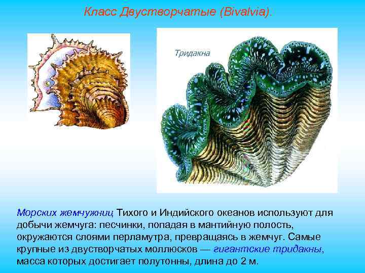 Класс Двустворчатые (Bivalvia). Морских жемчужниц Тихого и Индийского океанов используют для добычи жемчуга: песчинки,