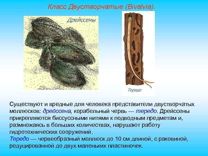 Класс Двустворчатые (Bivalvia). Существуют и вредные для человека представители двустворчатых моллюсков: дрейссена, корабельный червь