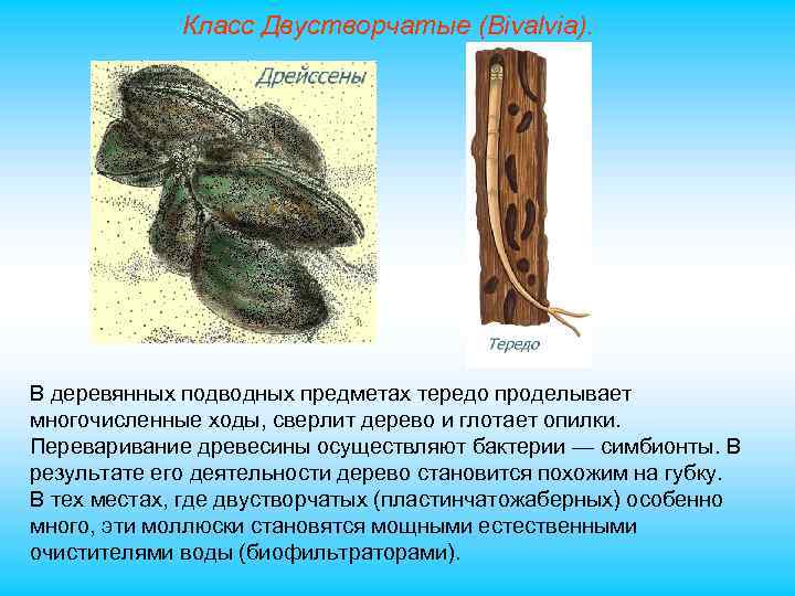 Класс Двустворчатые (Bivalvia). В деревянных подводных предметах тередо проделывает многочисленные ходы, сверлит дерево и