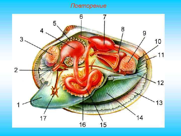 Повторение 