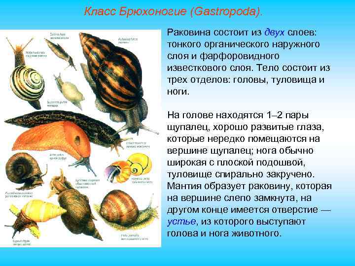 Класс Брюхоногие (Gastropoda). Раковина состоит из двух слоев: тонкого органического наружного слоя и фарфоровидного