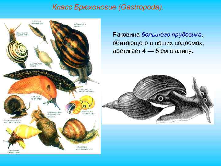 Класс Брюхоногие (Gastropoda). Раковина большого прудовика, обитающего в наших водоемах, достигает 4 — 5