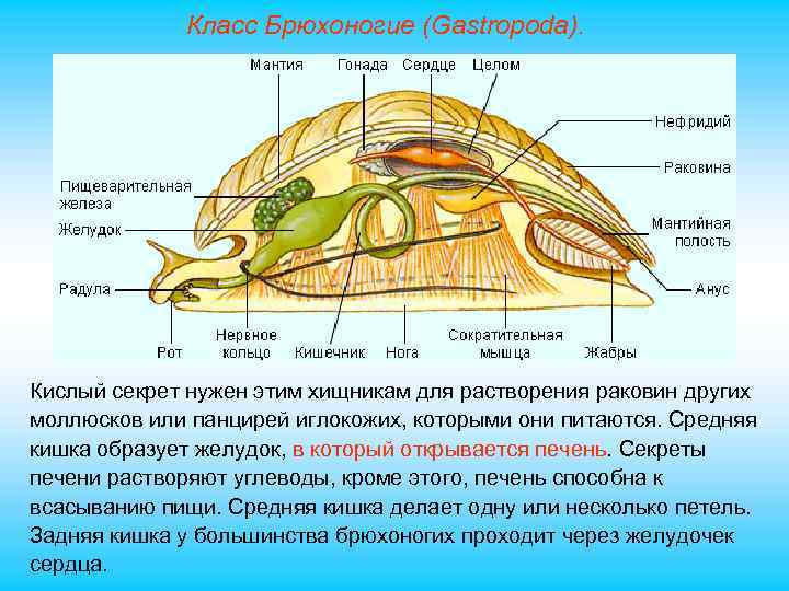Класс Брюхоногие (Gastropoda). Кислый секрет нужен этим хищникам для растворения раковин других моллюсков или