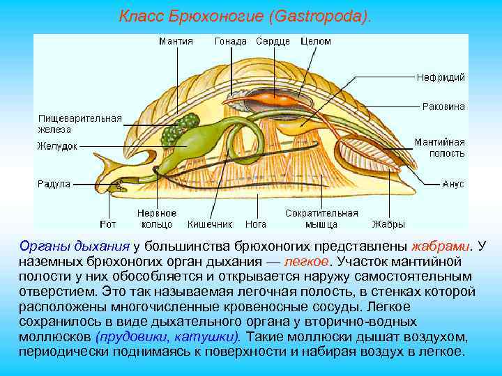 Класс Брюхоногие (Gastropoda). Органы дыхания у большинства брюхоногих представлены жабрами. У наземных брюхоногих орган