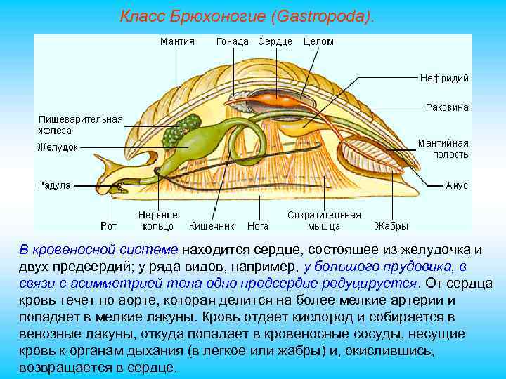 Класс Брюхоногие (Gastropoda). В кровеносной системе находится сердце, состоящее из желудочка и двух предсердий;
