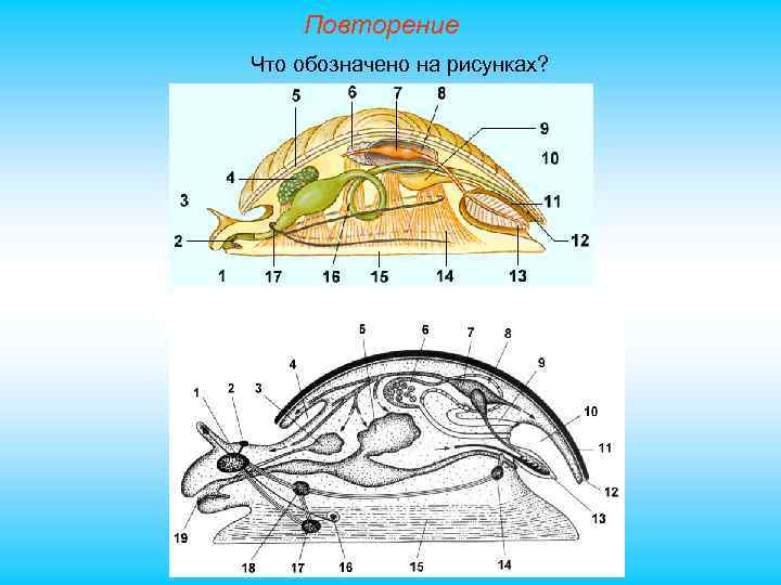 Повторение Что обозначено на рисунках? 