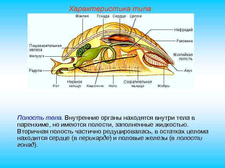 Характеристика типа Полость тела. Внутренние органы находятся внутри тела в паренхиме, но имеются полости,