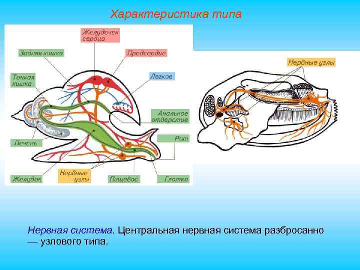 Характеристика типа Нервная система. Центральная нервная система разбросанно — узлового типа. 