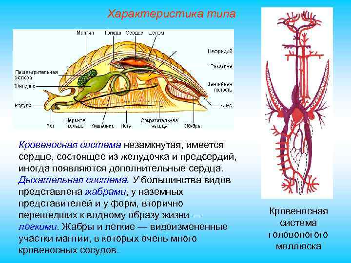 Характеристика типа Кровеносная система незамкнутая, имеется сердце, состоящее из желудочка и предсердий, иногда появляются