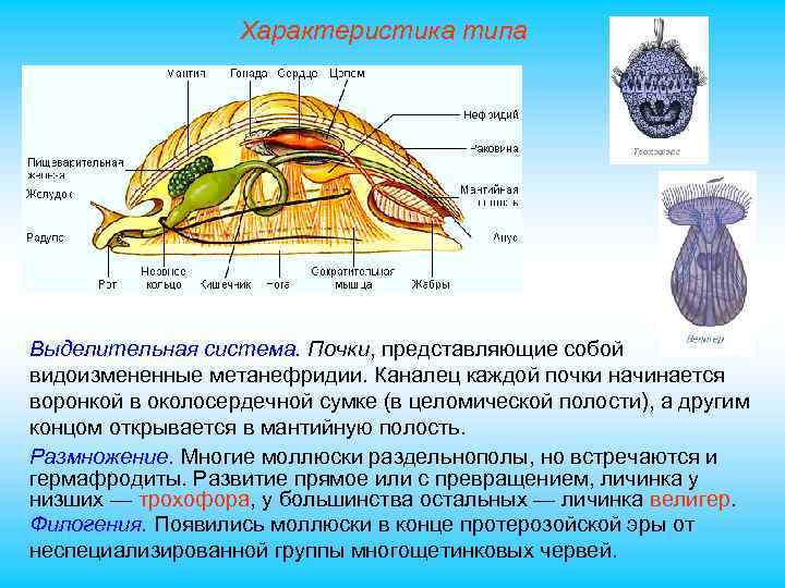 Характеристика типа Выделительная система. Почки, представляющие собой видоизмененные метанефридии. Каналец каждой почки начинается воронкой