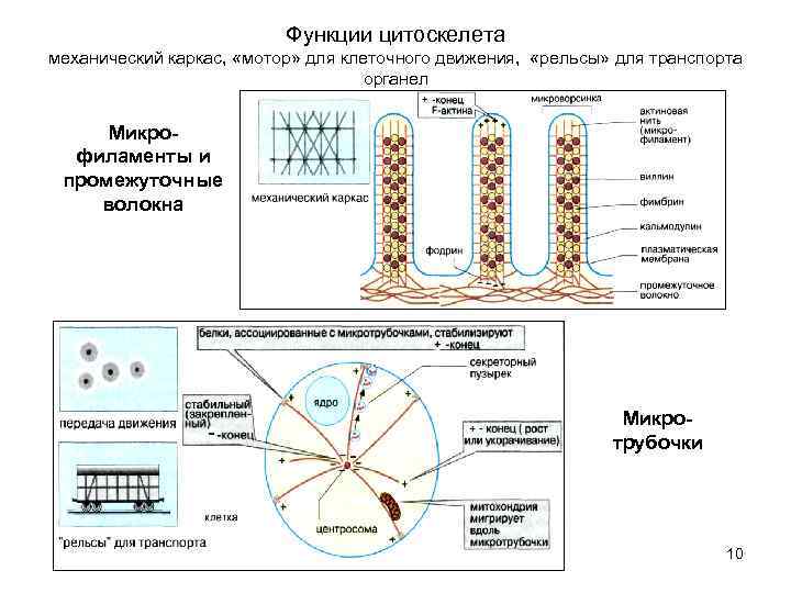 Функции цитоскелета механический каркас, «мотор» для клеточного движения, «рельсы» для транспорта органел Микрофиламенты и