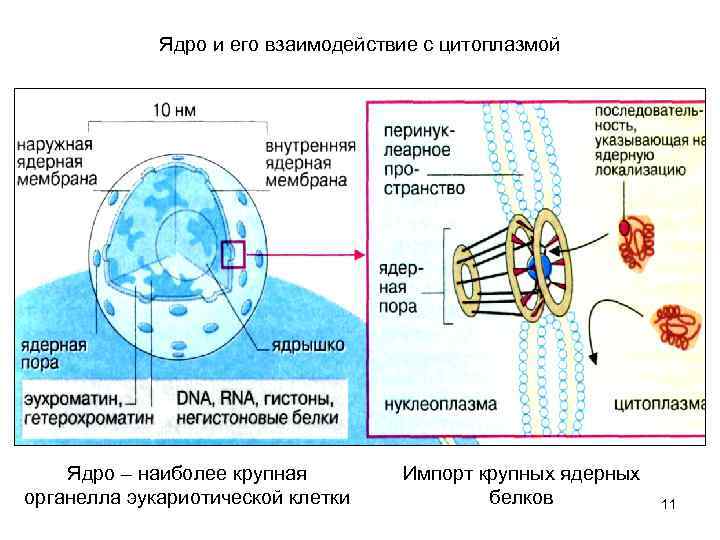 Ядро и его взаимодействие с цитоплазмой Ядро – наиболее крупная органелла эукариотической клетки Импорт