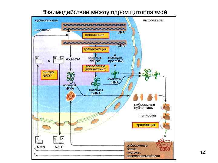 Взаимодействие между ядром цитоплазмой 12 