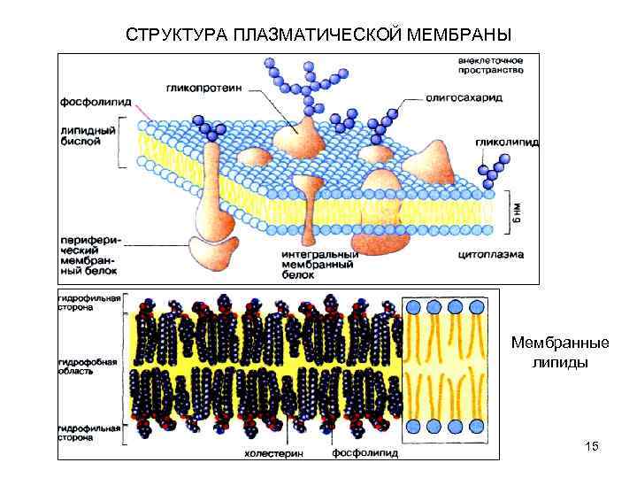 СТРУКТУРА ПЛАЗМАТИЧЕСКОЙ МЕМБРАНЫ Мембранные липиды 15 