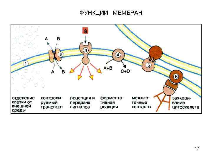 ФУНКЦИИ МЕМБРАН 17 