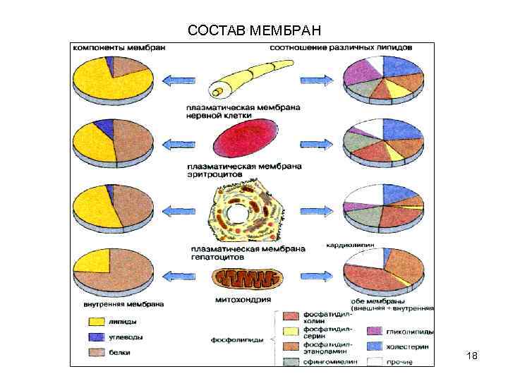 СОСТАВ МЕМБРАН 18 