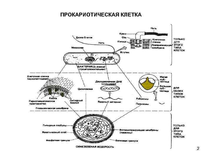 ПРОКАРИОТИЧЕСКАЯ КЛЕТКА 2 