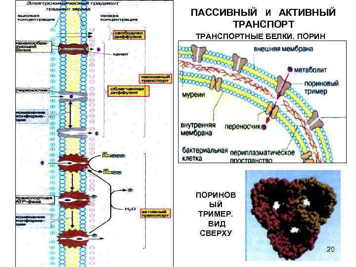 ПАССИВНЫЙ И АКТИВНЫЙ ТРАНСПОРТНЫЕ БЕЛКИ. ПОРИНОВ ЫЙ ТРИМЕР. ВИД СВЕРХУ 20 