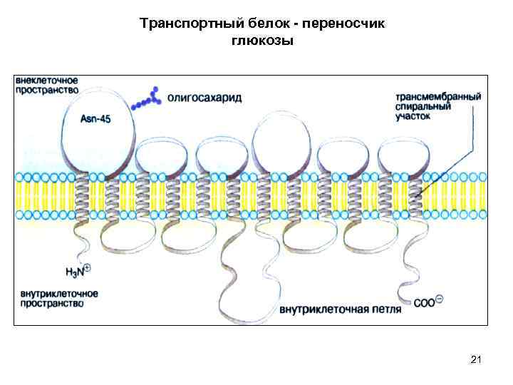 Транспортный белок