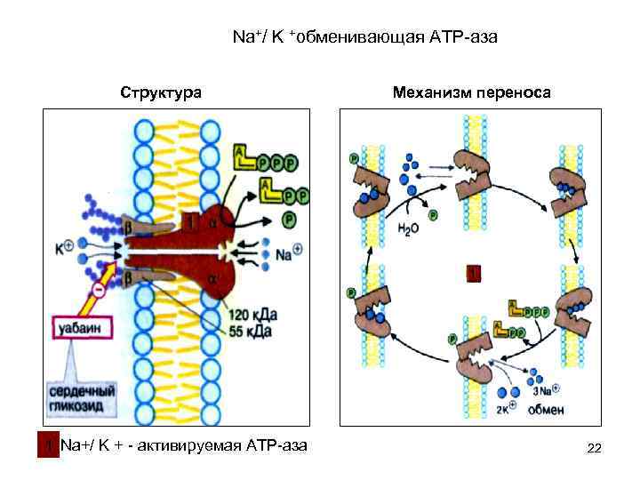 Na+/ K +обменивающая ATP-аза Структура 1 Na+/ K + - активируемая ATP-аза Механизм переноса