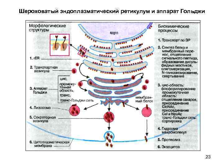 Шероховатый эндоплазматический ретикулум и аппарат Гольджи 23 