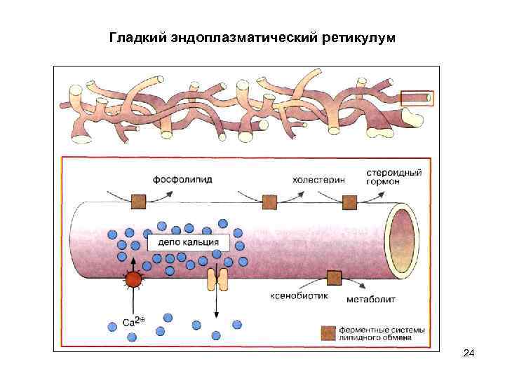 Гладкий эндоплазматический ретикулум 24 