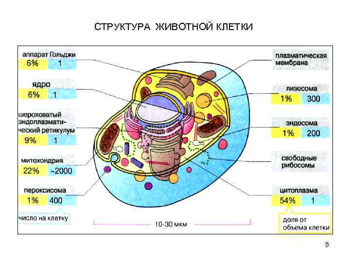 СТРУКТУРА ЖИВОТНОЙ КЛЕТКИ 5 